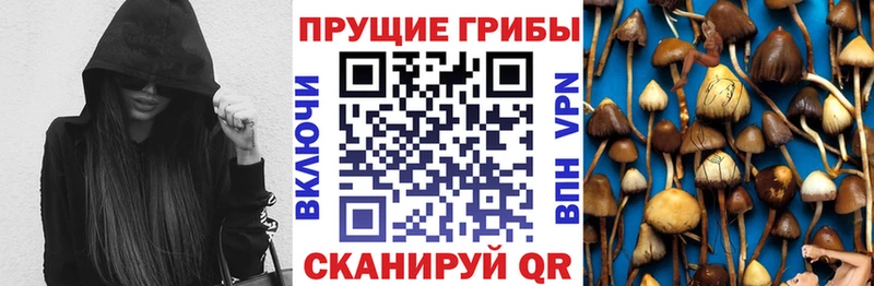 купить наркотик  Иваново  дарк нет Telegram  Галлюциногенные грибы Psilocybine cubensis 